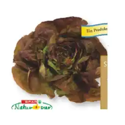 SPAR Gourmet Bio-Kopfsalat rot SPAR Gourmet Angebot