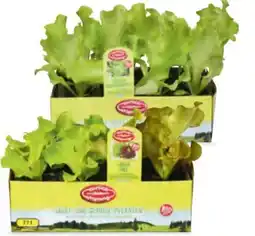 Hofer Zurück zum Ursprung Bio-Salatpflanzen Angebot