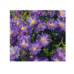 Hellweg Herbst-Aster 306159 HELLWEG Angebot