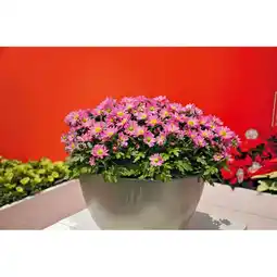 Hellweg Chrysanthemen „Swifty“ 368919 HELLWEG Angebot