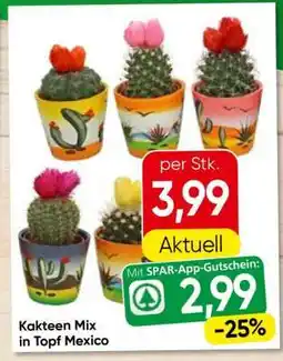 Eurospar Kakteen Mix in Topf Mexico Angebot