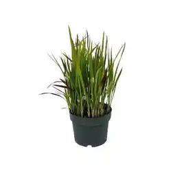 Hellweg Plantiflor Japanisches Blutgras Angebot