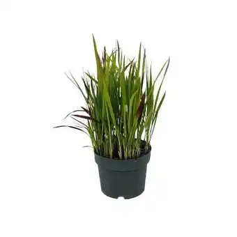 Hellweg Plantiflor Japanisches Blutgras Angebot