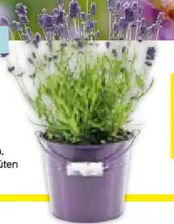 Hellweg Plantiflor Echter Lavendel Angebot
