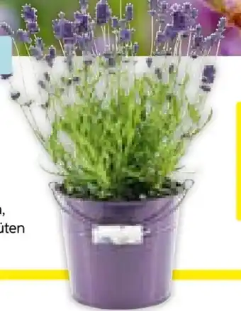 Hellweg Plantiflor Echter Lavendel Angebot