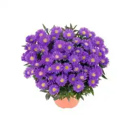 Hellweg Plantiflor Herbst-Aster Angebot