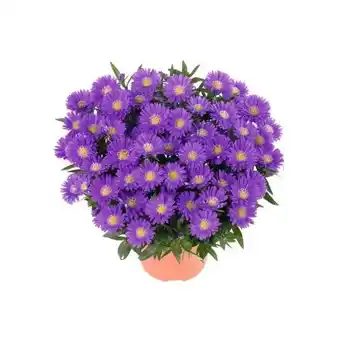 Hellweg Plantiflor Herbst-Aster Angebot