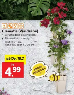 Lidl Clematis (Waldrebe) Angebot