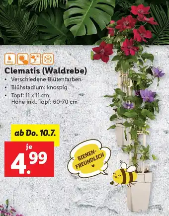 Lidl Clematis (Waldrebe) Angebot