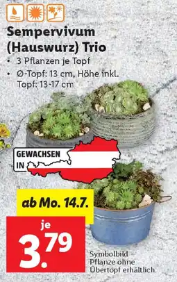 Lidl Sempervivum (Hauswurz) Trio Angebot