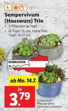 Lidl Sempervivum (Hauswurz) Trio Angebot