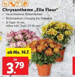 Lidl Chrysantheme Elle Fleur Angebot