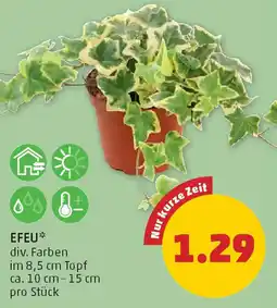 PENNY Efeu Angebot