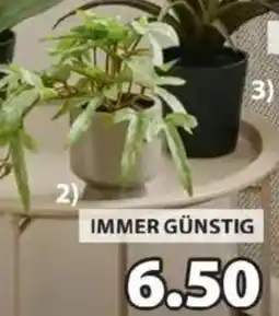 JYSK Kunstpflanze OLSEN Angebot