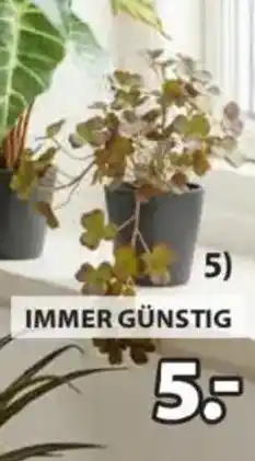 JYSK Kunstpflanze BERGUR Angebot