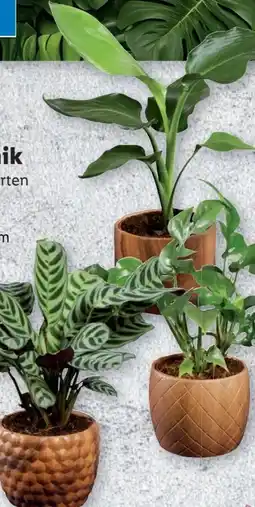 Lidl Grünpflanzen Angebot