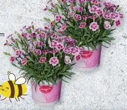 Lidl Dianthus Pink Kisses Angebot