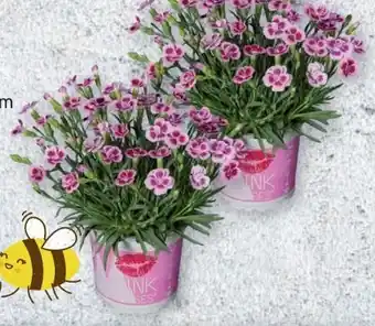 Lidl Dianthus Pink Kisses Angebot