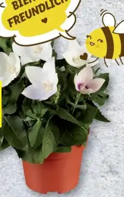 Lidl Ballonblume Angebot