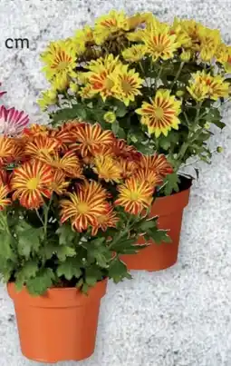 Lidl Chrysanthemen Elle Fleur Angebot