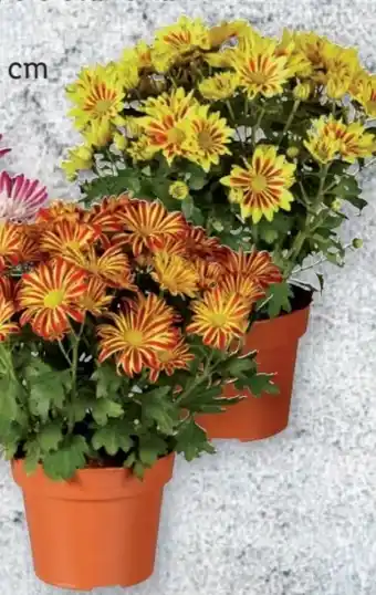 Lidl Chrysanthemen Elle Fleur Angebot