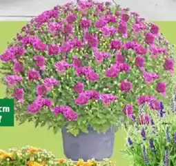 Thomas Philipps Kugel chrysanthemen Angebot