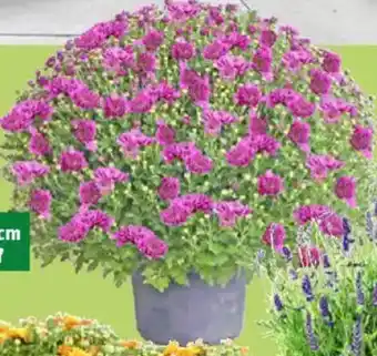 Thomas Philipps Kugel chrysanthemen Angebot