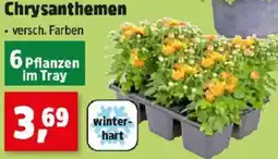 Thomas Philipps Chrysanthemen Angebot