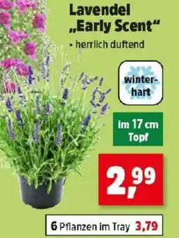 Thomas Philipps Lavendel Early Scent Angebot