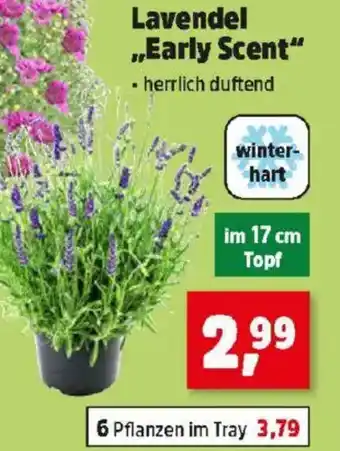 Thomas Philipps Lavendel Early Scent Angebot