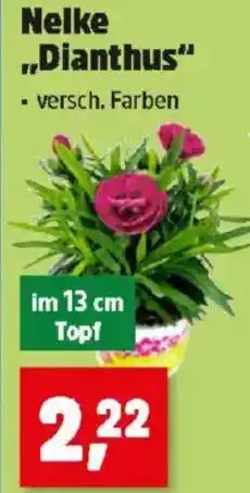 Thomas Philipps Nelke Dianthus Angebot
