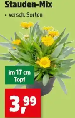 Thomas Philipps Stauden Mix Angebot