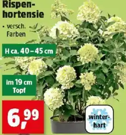 Thomas Philipps Rispenhortensie Angebot