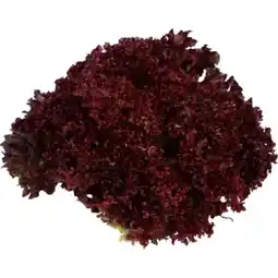 MPreis Lollo rot/grün MPREIS Angebot