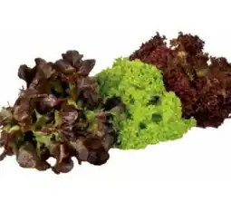 Transgourmet Salatmix Angebot