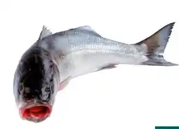 Transgourmet Vonatur Wolfsbarsch Angebot