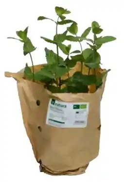 Transgourmet Natura Bio-Minzetopf Angebot