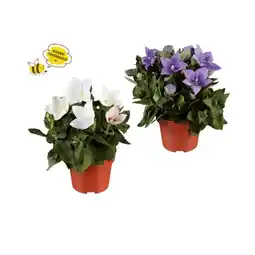 Lidl Ballonblume (Platycodon) Verschiedene Blütenfarben Lidl Angebot