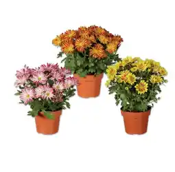Lidl Chrysantheme „Elle Fleur“ Verschiedene Blütenfarben Lidl Angebot