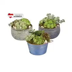Lidl Sempervivum (Hauswurz) Trio Lidl Angebot