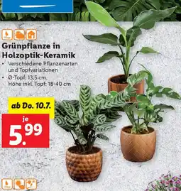 Lidl Grünpflanze in Holzoptik Keramik Angebot