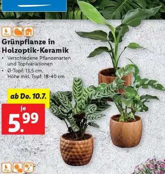 Lidl Grünpflanze in Holzoptik Keramik Angebot