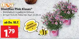 Lidl Dianthus Pink Kisses Angebot