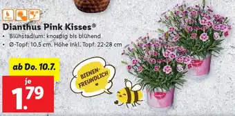 Lidl Dianthus Pink Kisses Angebot