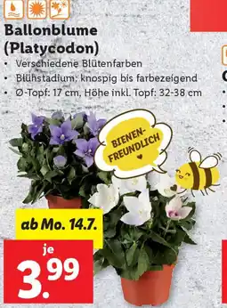 Lidl Ballonblume (Platycodon) Angebot
