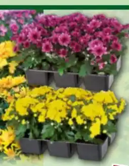 Norma Finest Garden Chrysanthemen Angebot