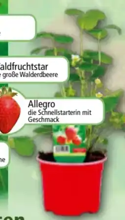 Norma Erdbeer-Aroma-Raritäten Angebot