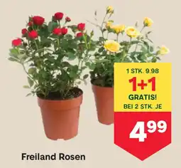 MPreis Freiland Rosen Angebot