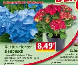 Norma Garten Hortensienbusch Angebot