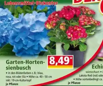 Norma Garten Hortensienbusch Angebot